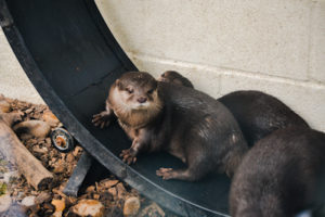 Asian Small-clawed Otter 2
