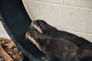 Asian Small-clawed Otter 3