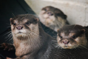 Asian Small-clawed Otter