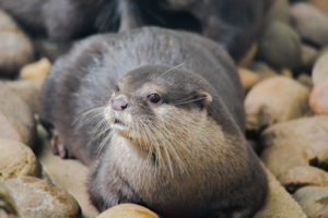 Asian Small-clawed Otter 4