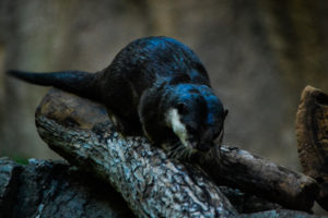 Asian Small-clawed Otter Dallas Zoo