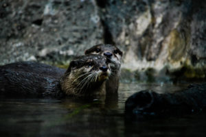 Asian Small-clawed Otters Dallas Zoo