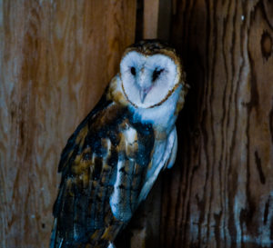 Barn Owl 2 Hutchinson Zoo