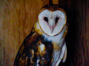 Barn Owl Hutchinson Zoo