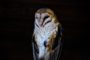 Barn Owl Oklahoma City Zoo