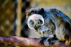 Bearded Emporer Tamarin Dallas Zoo