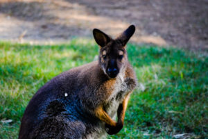 Bennett's Wallaby Frank Buck Zoo