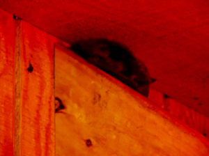 Big Brown Bat Hutchinson Zoo