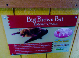 Big Brown Bat Species Sign Hutchinson Zoo