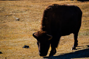 Bison Oklahoma City Zoo