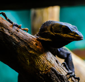 Black Monitor Lizard Oklahoma City Zoo