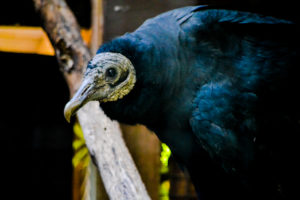 Black Vulture Frank Buck Zoo 2