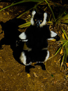 Black & White Ruffed Lemur Dallas Zoo