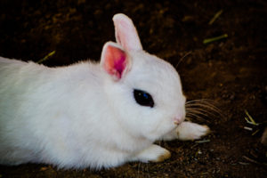 Blanc de Hotot Rabbit Hutchinson Zoo