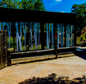 Bobcat Habitat Hutchinson Zoo