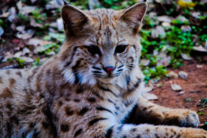 Bobcat Oklahoma City Zoo