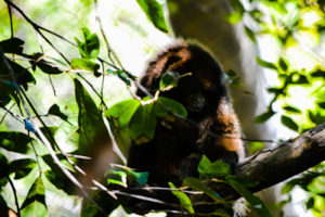 Bolivian Gray Titi Monkey Dallas Zoo