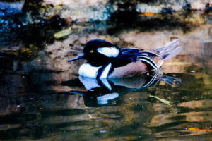 Bufflehead Oklahoma City Zoo