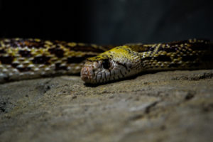 Bullsnake Oklahoma City Zoo