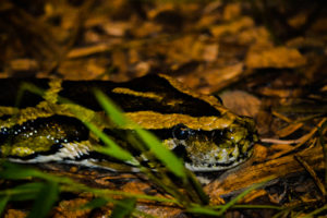 Burmese Python Frank Buck Zoo