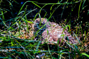 Burrowing Owl Hutchinson Zoo