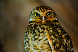 Burrowing Owl Oklahoma City Zoo