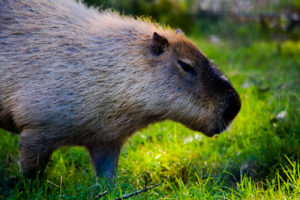 Capybara Frank Buck Zoo