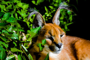 Caracal Oklahoma City Zoo