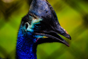 Cassowary 2 Oklahoma City Zoo