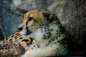 Cheetah 2 Dallas Zoo