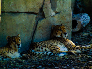 Cheetah 4 Dallas Zoo