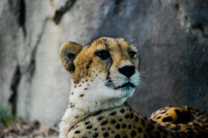 Cheetah Dallas Zoo