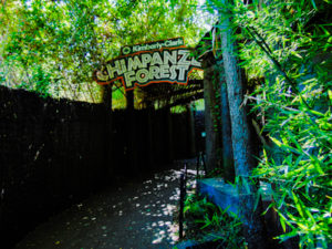 Chimpanzee Forest Dallas Zoo