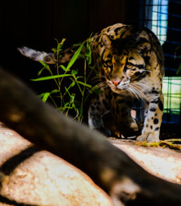 Clouded Leopard 2 Frank Buck Zoo