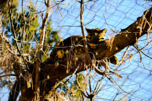 Clouded Leopard 3 Oklahoma City Zoo