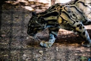 Clouded Leopard Frank Buck Zoo