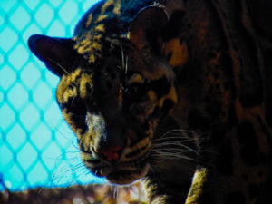 Clouded Leopard 4 Oklahoma City Zoo