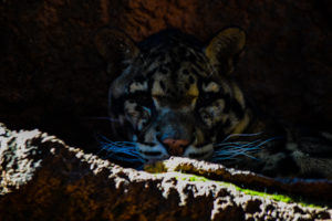 Clouded Leopard Oklahoma City Zoo