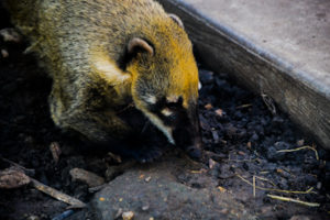 Coati Frank Buck Zoo