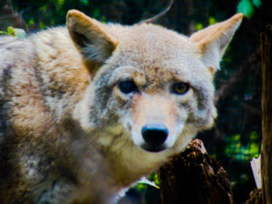 Coyote 2 Frank Buck Zoo