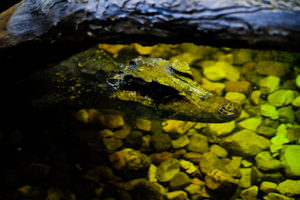 Cuviers Dwarf Caiman Hutchinson Zoo