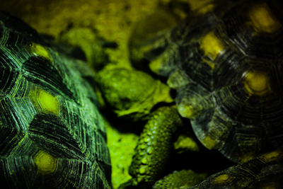 Desert Tortoise Hutchinson Zoo