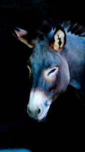 Donkey Childern's Zoo Hutchinson Zoo
