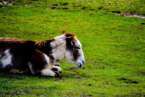 Donkey Frank Buck Zoo