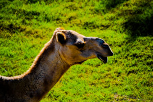 Dromedary Camel Frank Buck Zoo