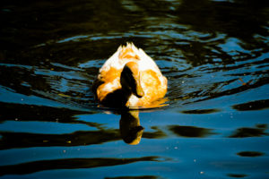 Duck Hutchinson Zoo