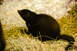 Dwarf Mongoose Dallas Zoo