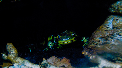 Eastern Tiger Salamander Hutchinson Zoo