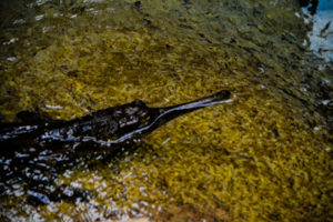 False Gharial 2 Dallas Zoo