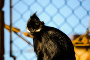 Francois Langur Oklahoma City Zoo